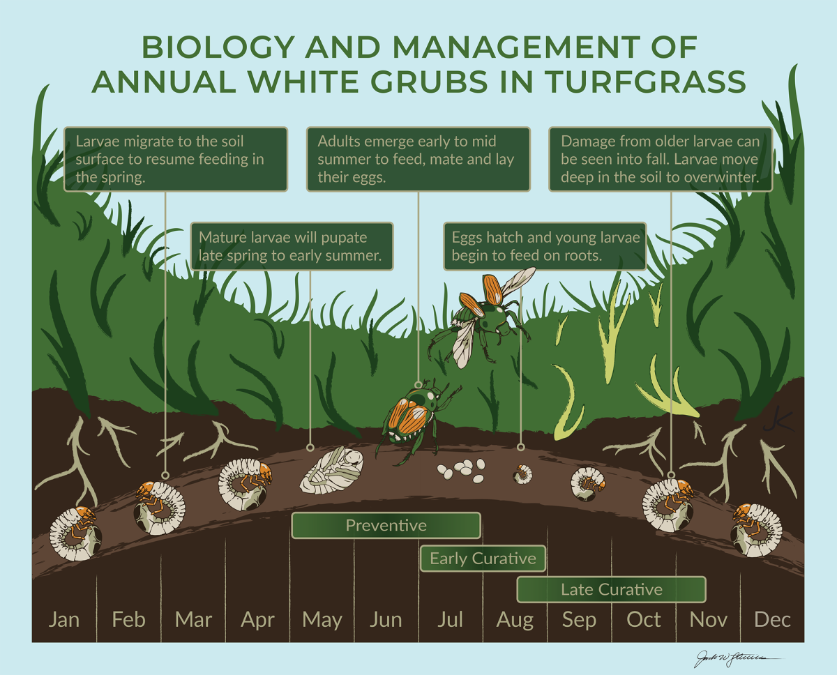 white grub life cycle diagram