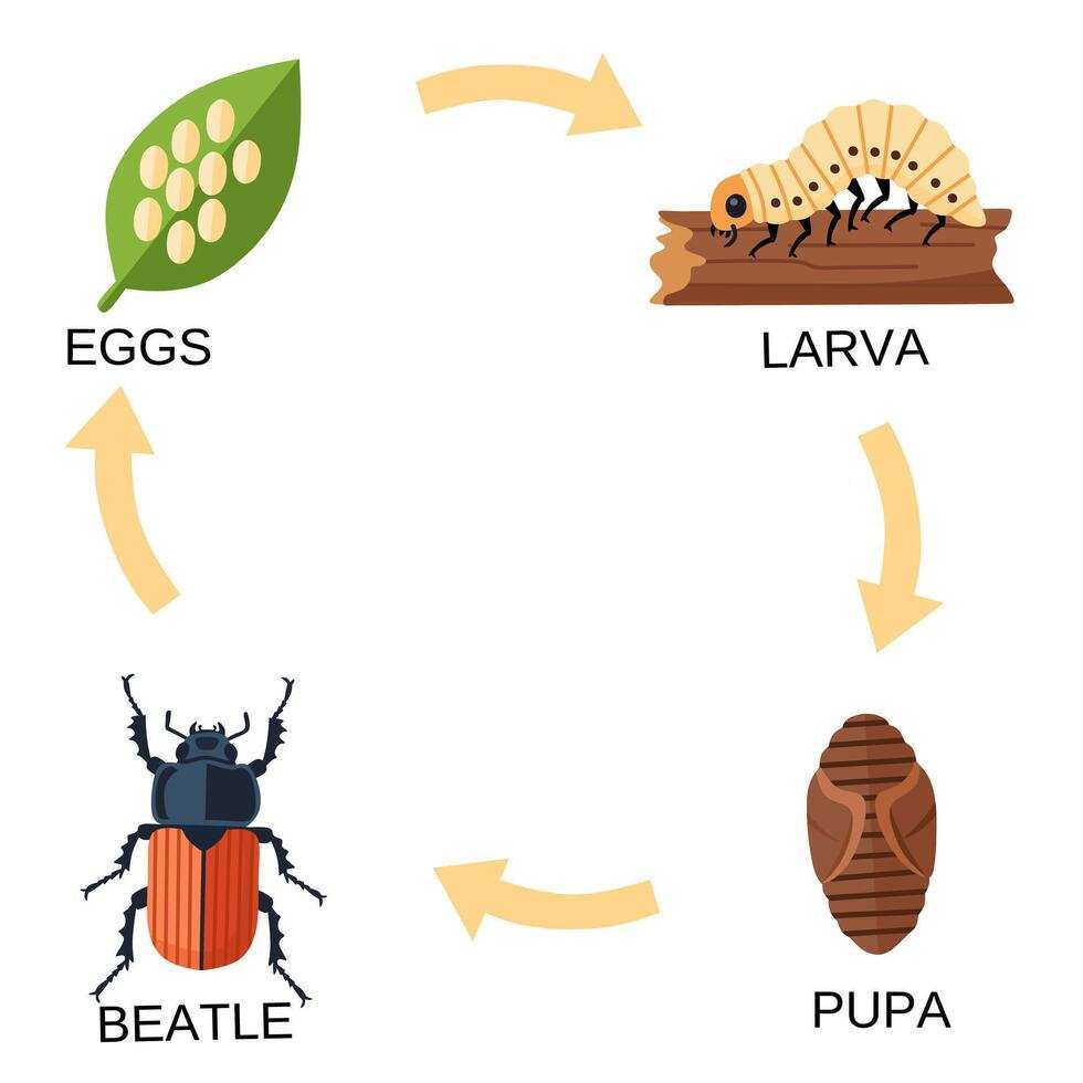 white grub life cycle diagram stages