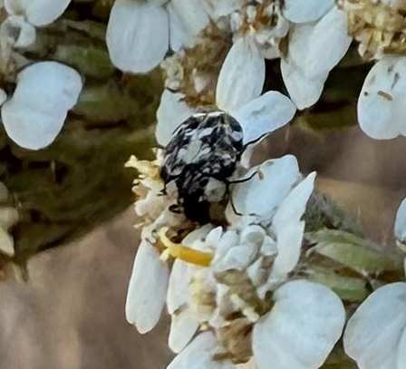 white grub life cycle stages