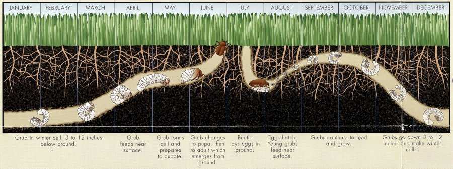 white grub life stages