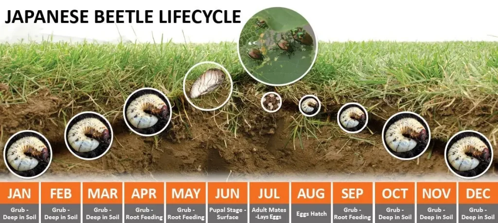 white grub lifecycle stages