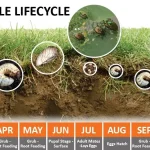 white grub lifecycle stages