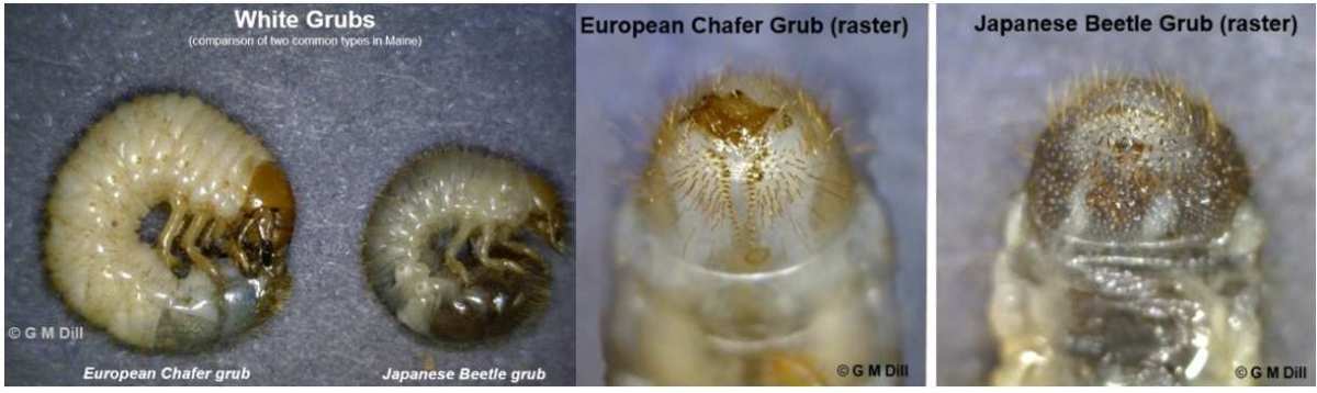 white grub species comparison