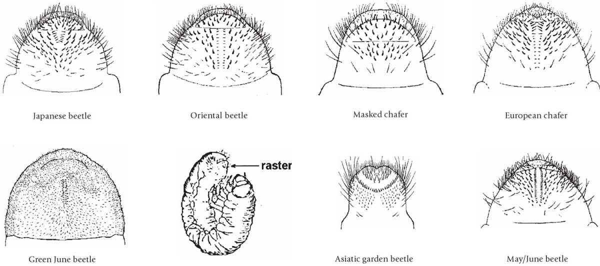white grub species identification raster pattern diagram