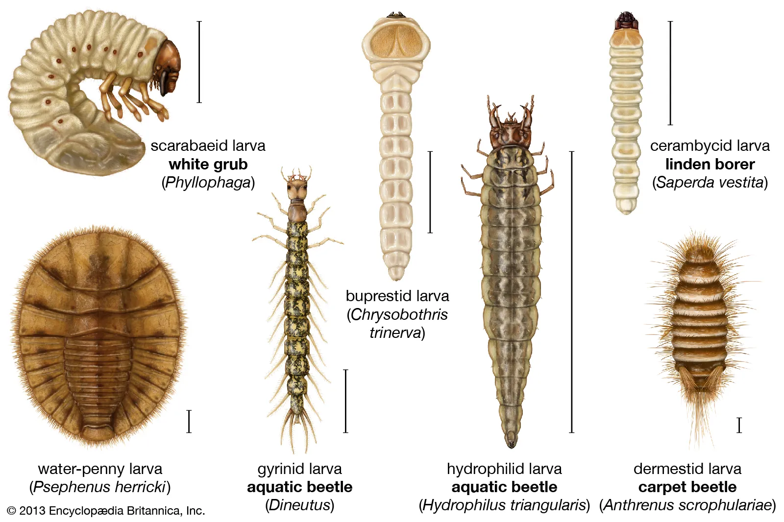 white grub species raster pattern identification