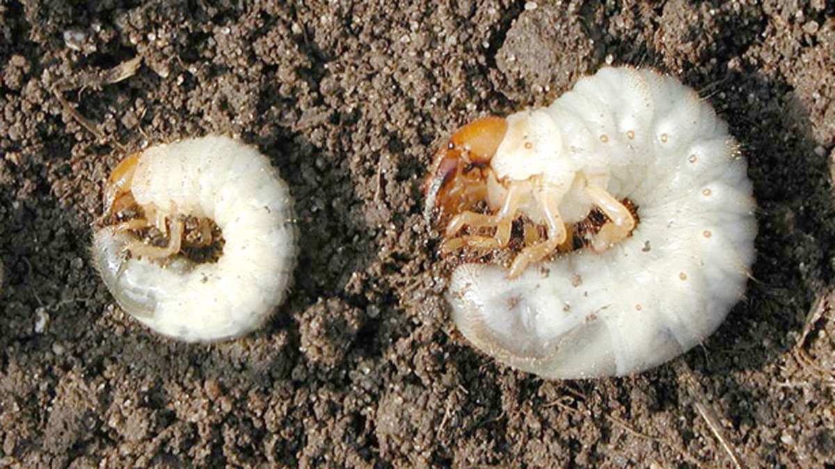 white grub vs wireworm side by side comparison