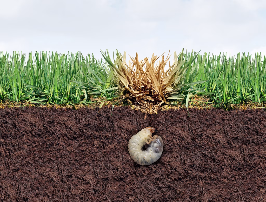 white grubs feeding on turfgrass roots