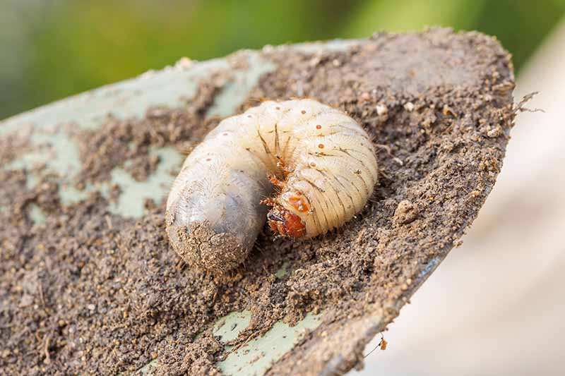 white grubs in lawn soil
