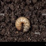 white grubs in lawn soil