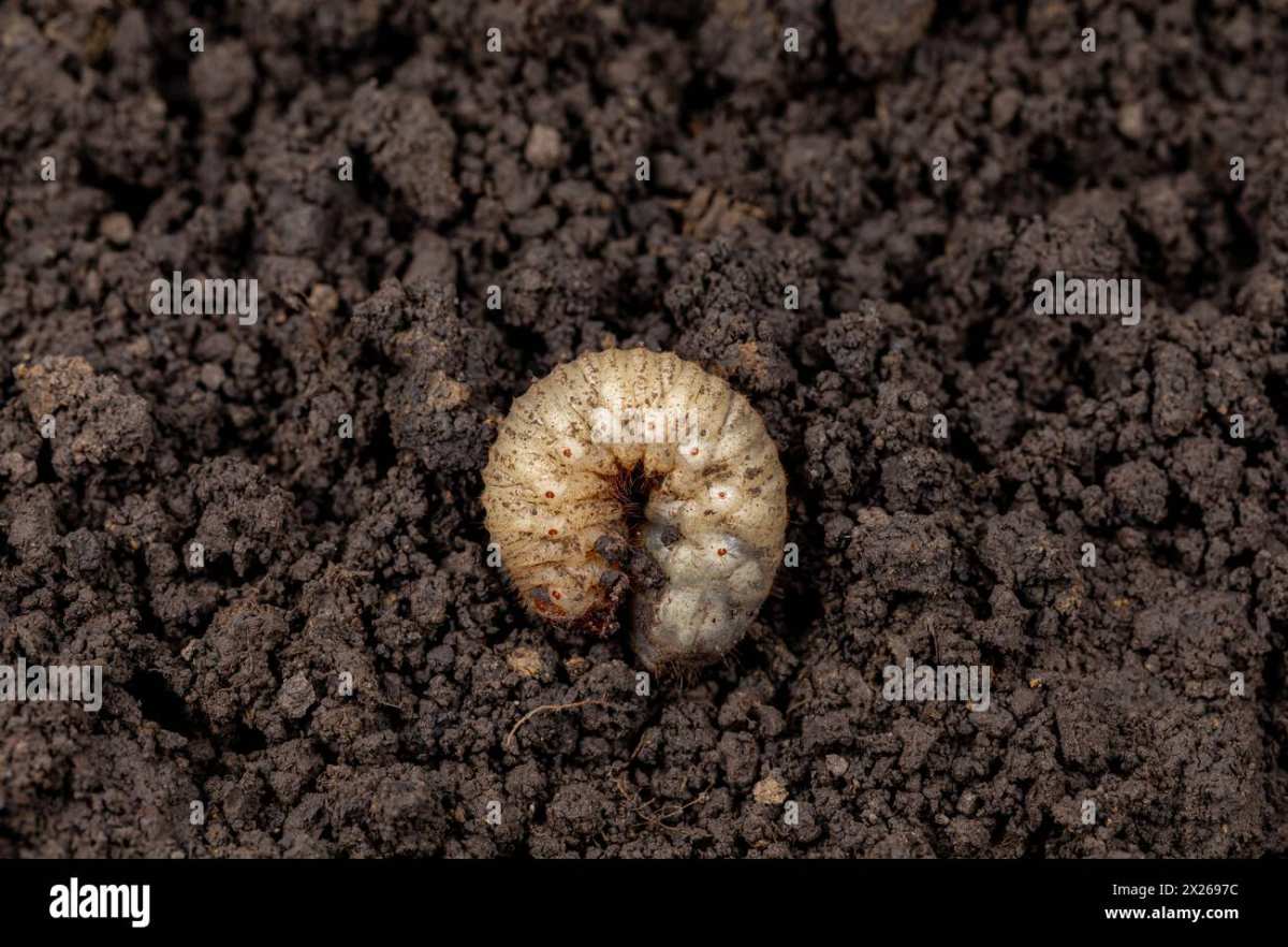 white grubs in lawn soil