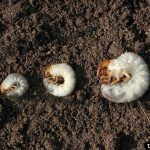 white grubs in lawn soil