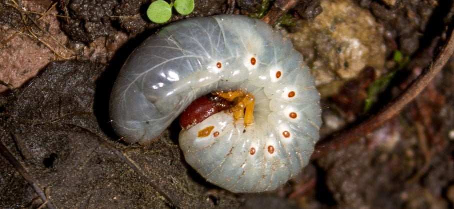white grubs in lawn soil