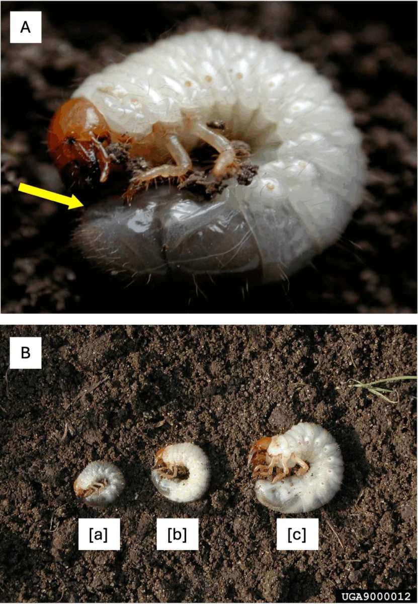 white grubs in soil sample