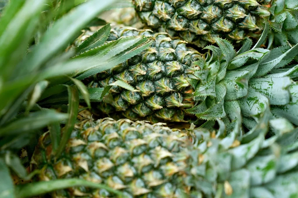 white spots on pineapple leaves