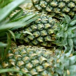 white spots on pineapple leaves