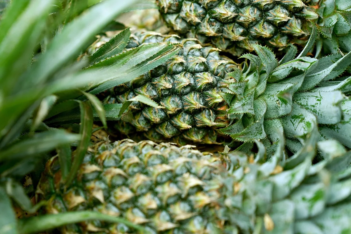 white spots on pineapple leaves