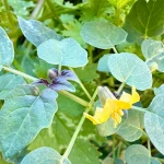 why are my tomatillo leaves turning yellow