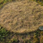 Why Is My Grass Not Green? Diagnosing Lawn Woes