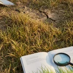 Why Is My Grass Yellow or Brown? Diagnosing Lawn Troubles