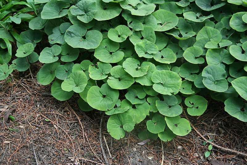 wild ginger root comparison