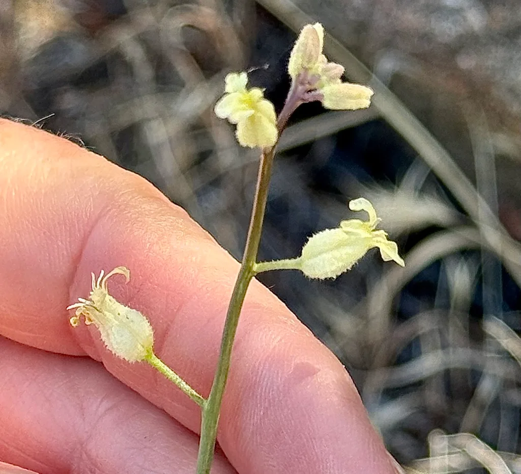 wild radish vs wild mustard leaf comparison