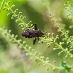 will dawn dish soap kill squash bugs