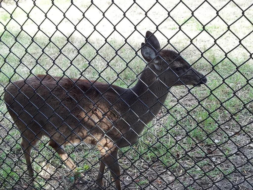 will human hair keep deer away