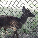 will human hair keep deer away
