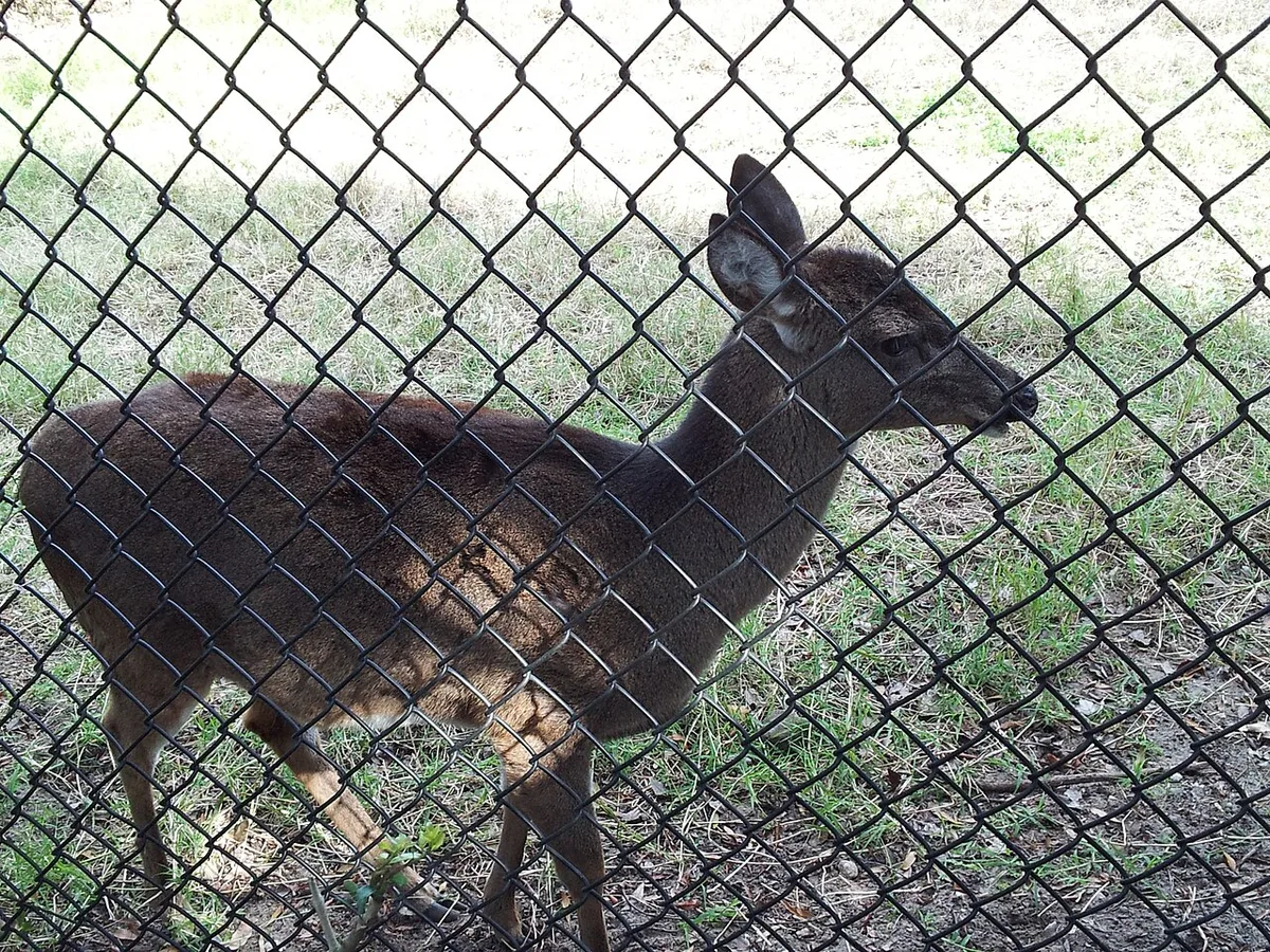 will human hair keep deer away