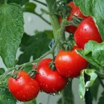 wrinkled tomatoes on the vine close up