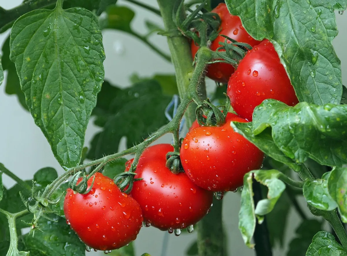 wrinkled tomatoes on the vine close up