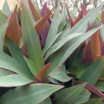 yucca root rot brown mushy roots