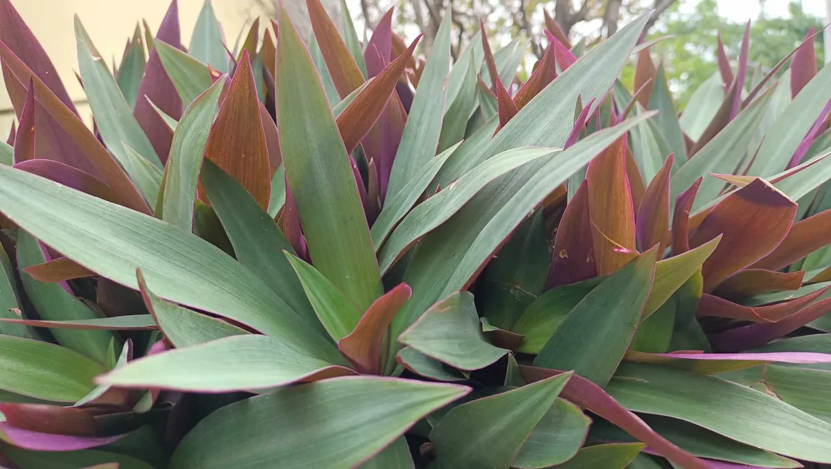 yucca root rot brown mushy roots