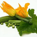 zucchini leaves turning brown and dry