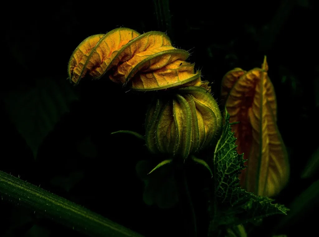 zucchini plant leaves curling up in garden