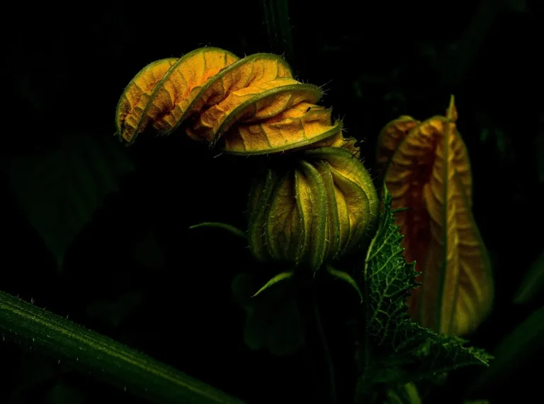 zucchini plant leaves curling up in garden