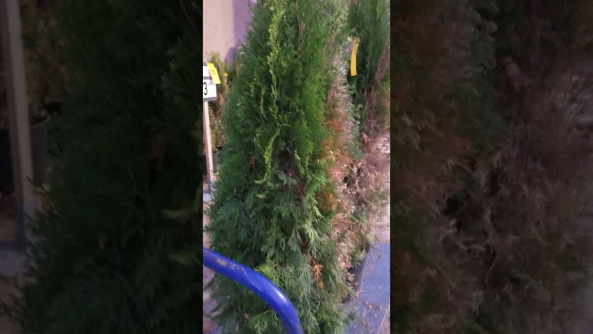 arborvitae browning patterns comparison