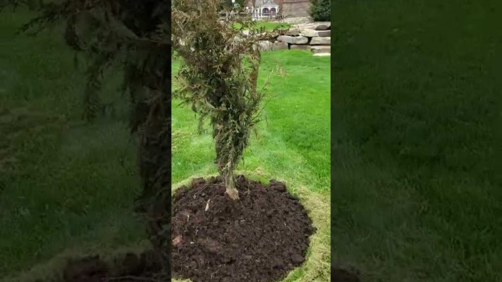 arborvitae winter burn tip browning