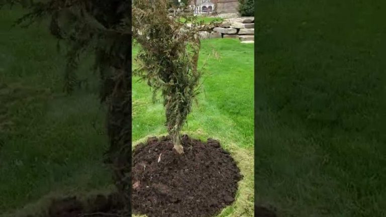 arborvitae winter burn tip browning
