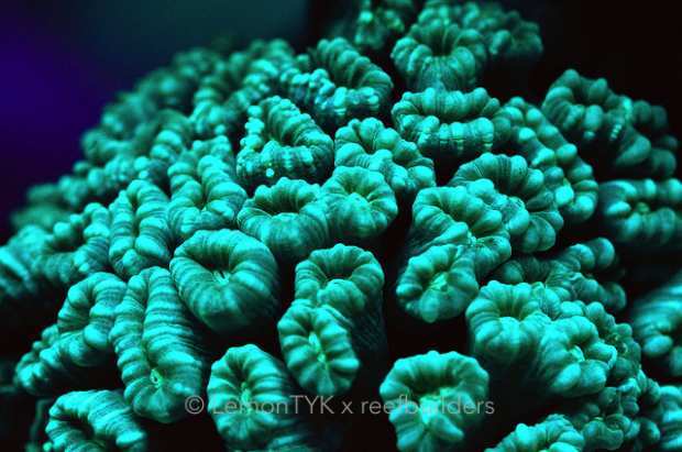 biofluorescence coral reef close-up