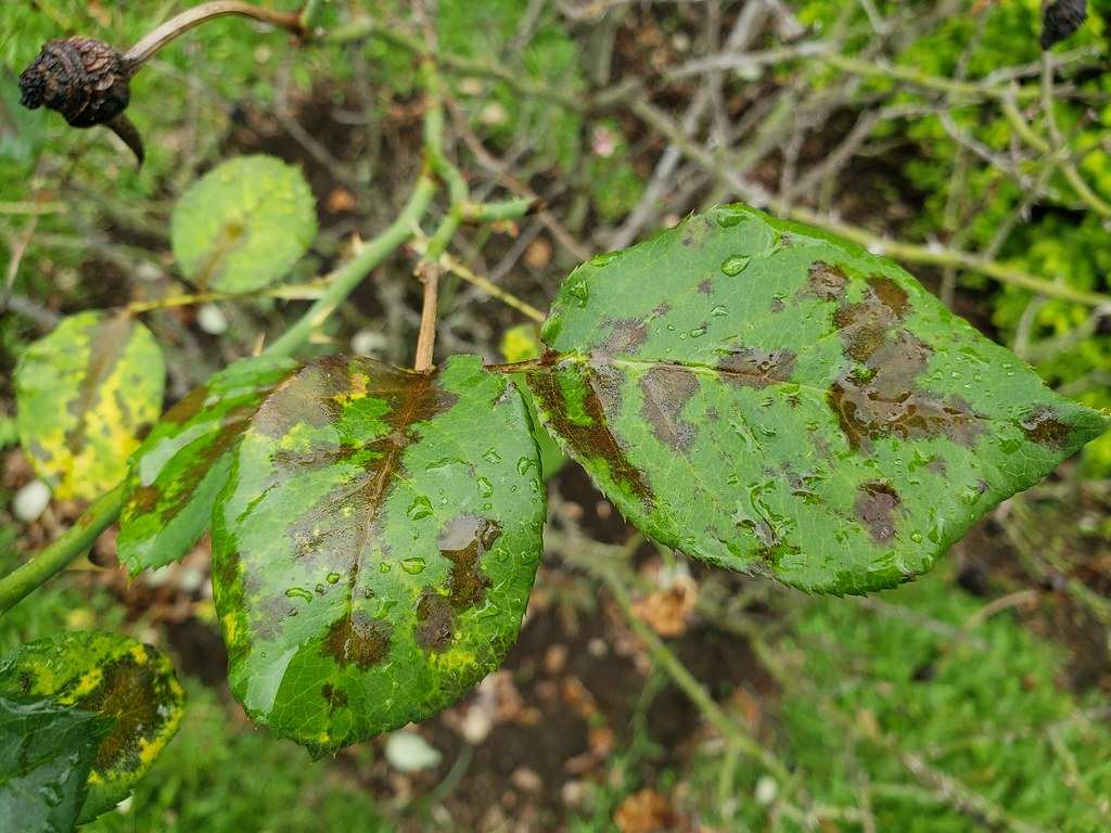 black spot on rose leaves