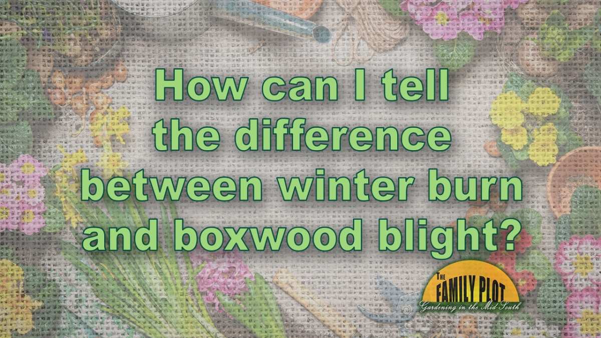boxwood disease decision chart