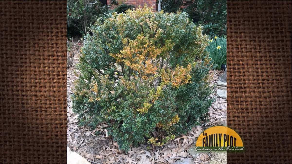 boxwood leaf yellowing pattern