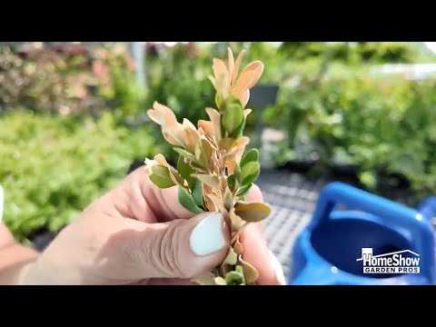 boxwood root rot