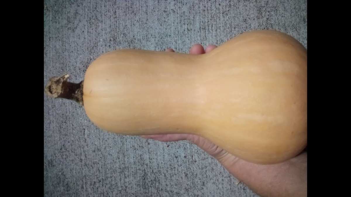 butternut squash seed development