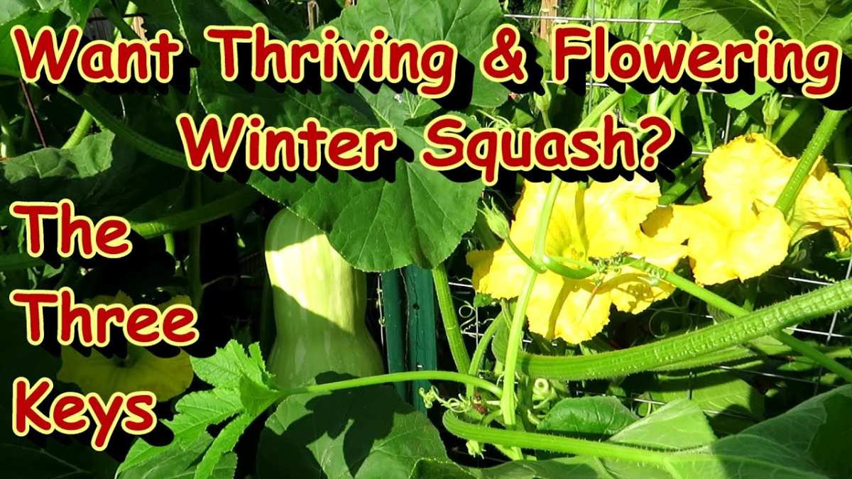 butternut squash stem condition