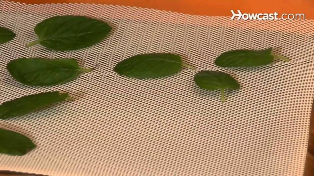 can mint plants survive winter