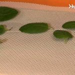 can mint plants survive winter