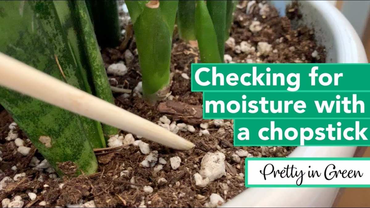 checking soil moisture for houseplant