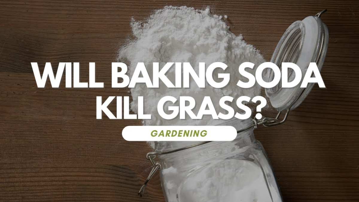 does baking soda kill grass and weeds